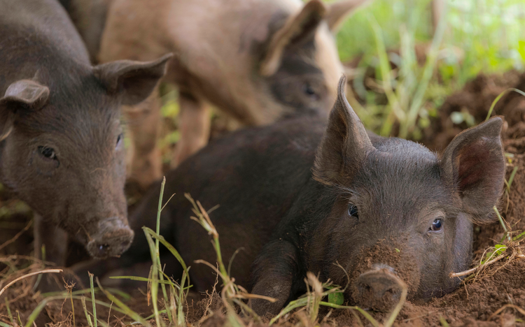 Pasture-Raised Pork