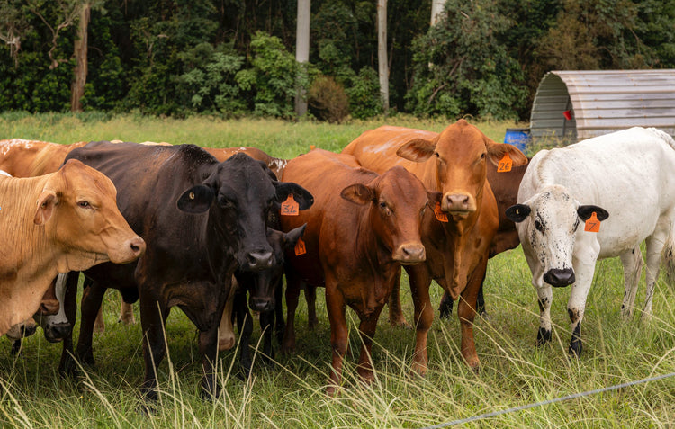 Pasture-Raised Beef