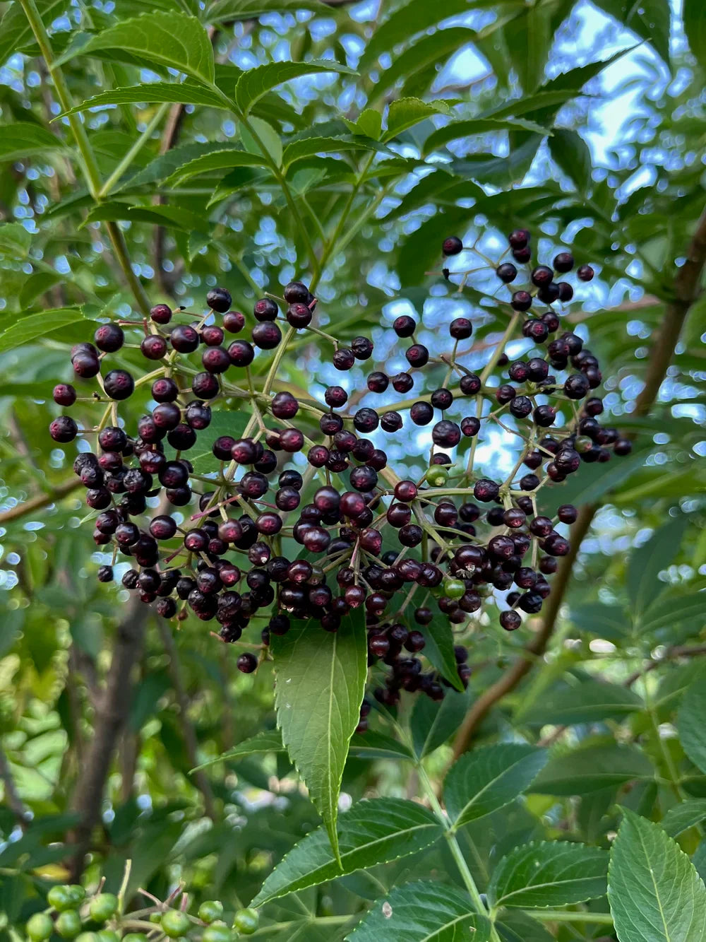 Elderberry Cordial - for colds & flu