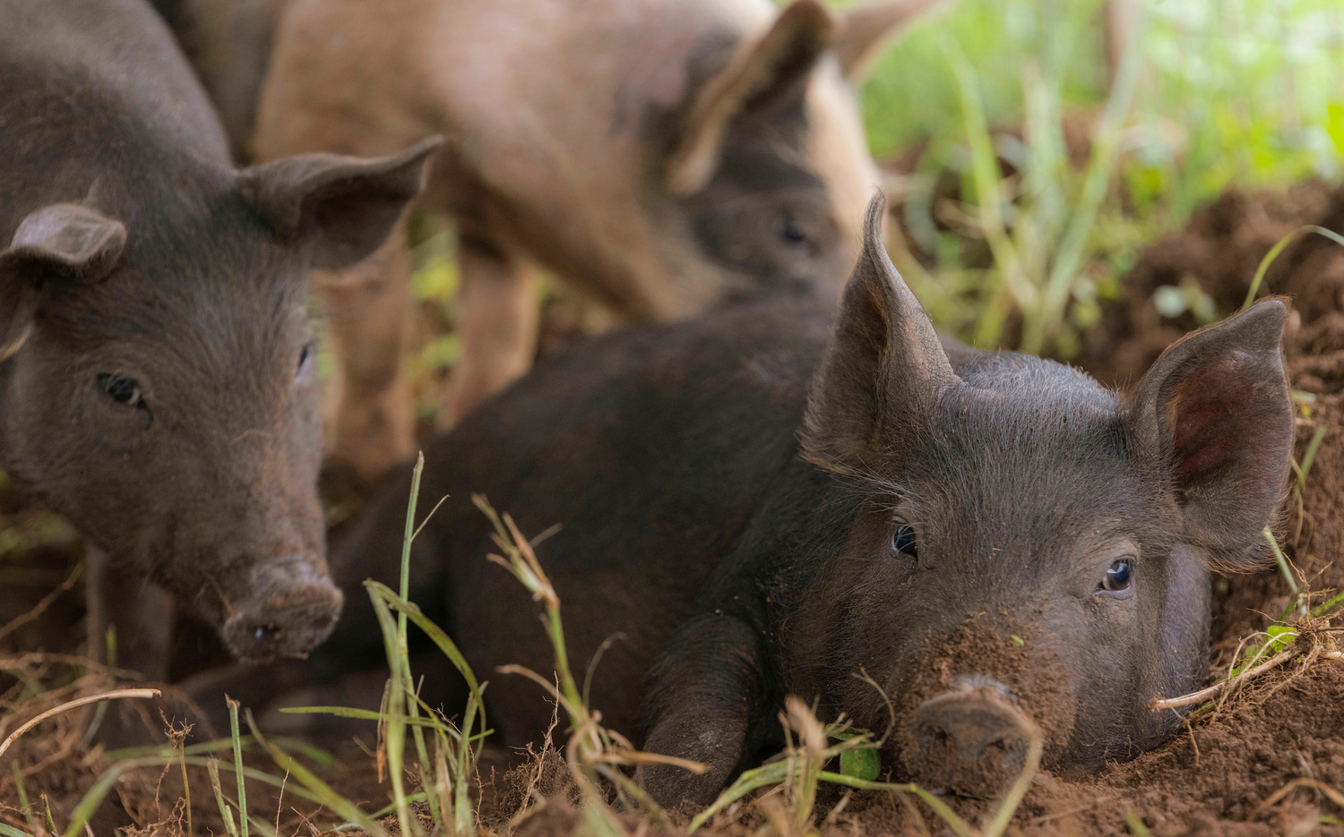 Pasture-Raised Pork