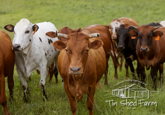 Pasture-Raised Beef – Various Cuts